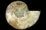 Cut & Polished Ammonite Fossil (Half) - Madagascar #166887-1